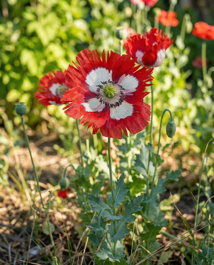 Klaproos Danish Flag zaden – eenjarige bloem