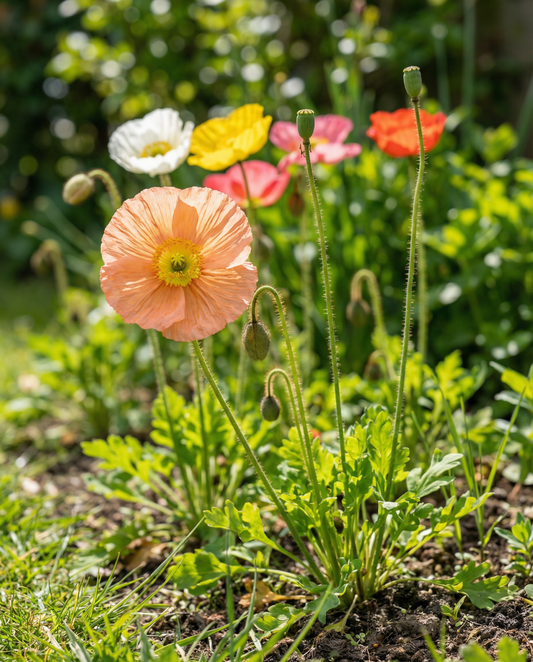 IJslandse Papaver Mix (Papaver nudicaule) – tweejarige bloemenzaden van SeedsChoice