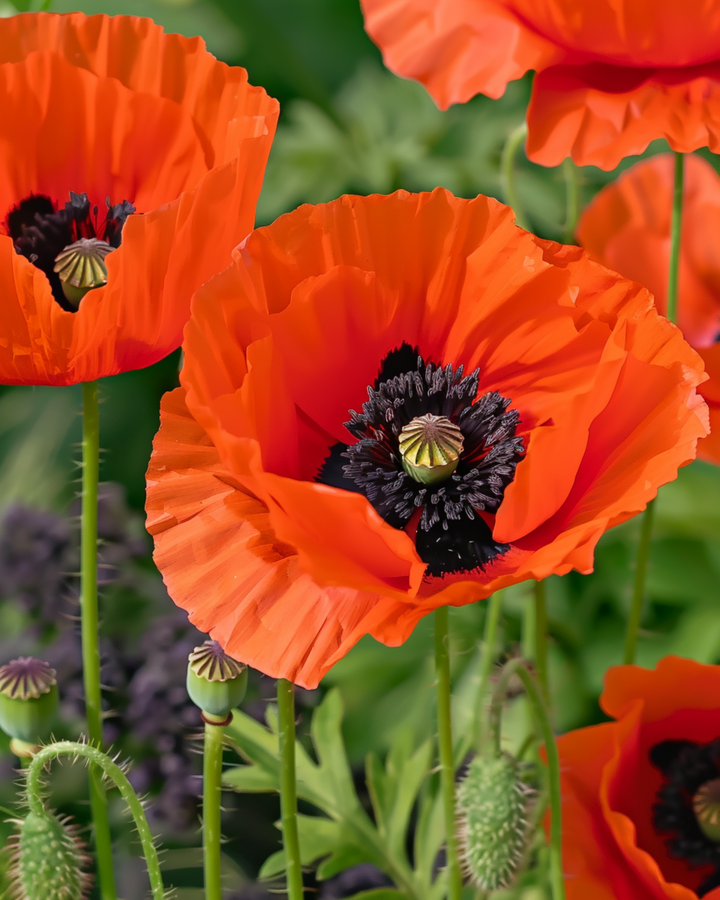 Oosterse papavermix zaden (Papaver orientale) – meerjarige bloem