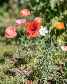 Klaproos zaden eenjarige enkelbloemige mix klaproosbloemen