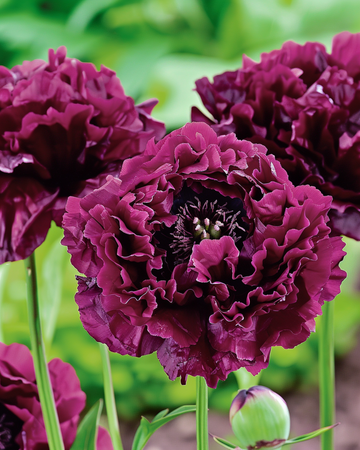 Klaproos Black Paeony Dark Purple 80 cm – eenjarige bloemenzaden van SeedsChoice