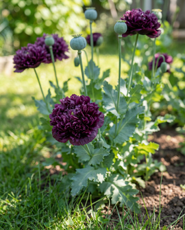 Klaproos Black Paeony zaden eenjarige donkerpaarse bloemen 80 cm