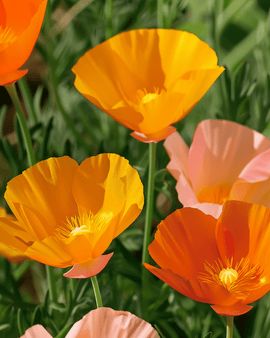 Slaapmutsjezaden Eschscholzia Californica eenjarig gemengd enkelbloemige variëteit
