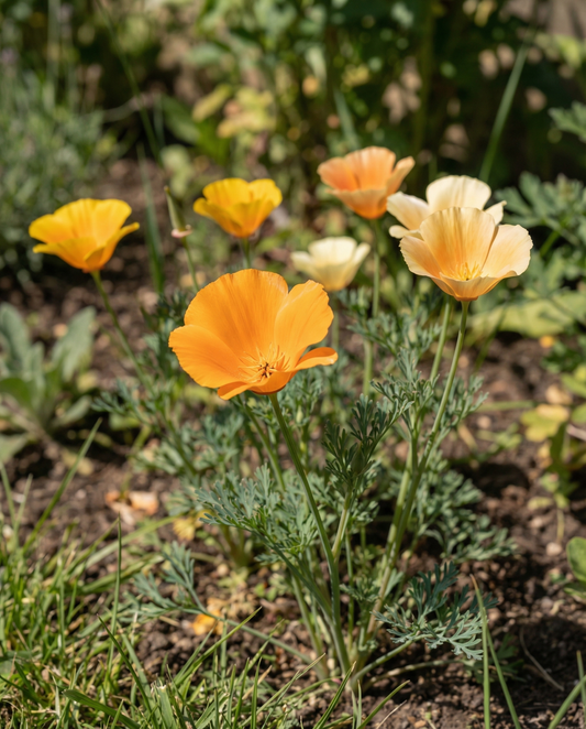Klaproos Mixed Single Flowered (Eschscholzia californica) – eenjarige bloemenzaden van SeedsChoice