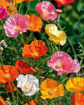 Eschscholzia Californica zaden eenjarige gemengde dubbelbloemige variëteit