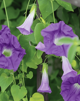 Asarinazaden Asarina Scandens violet eenjarige klimplant