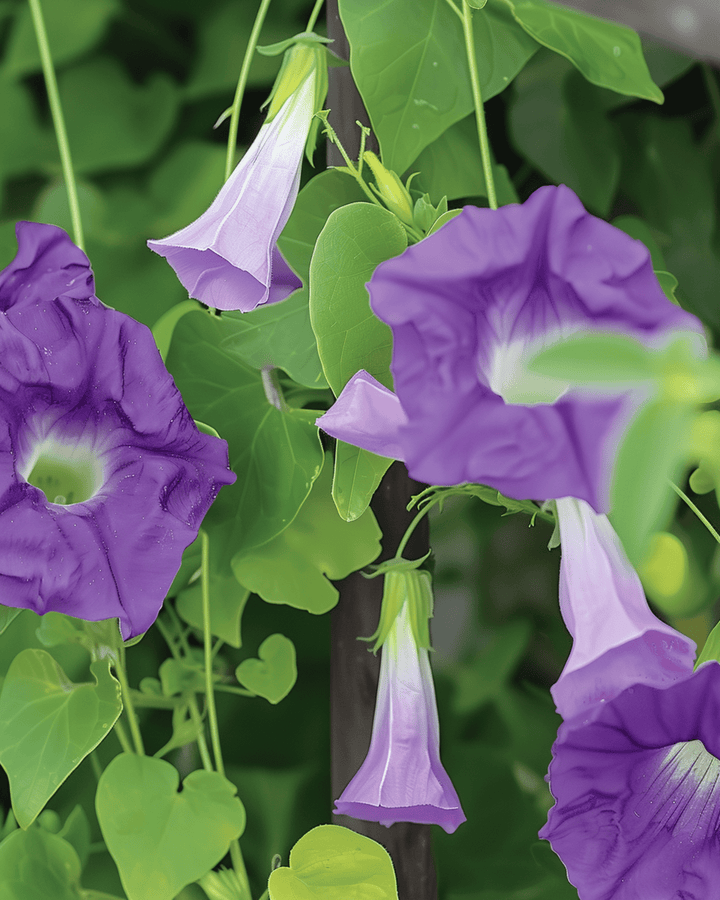 Paarse klimplant zaden (Asarina scandens) – eenjarige klimplant