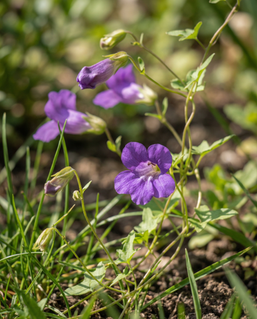 Paarse klimplant (Asarina scandens) – eenjarige klimplant zaden van SeedsChoice