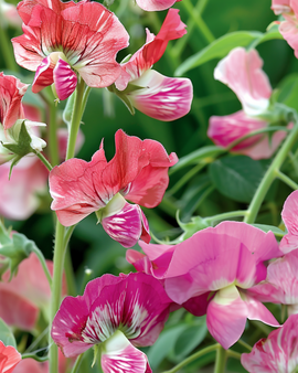Lathyruszaden Unwin's Striped Lathyrus Odoratus eenjarige klimplant