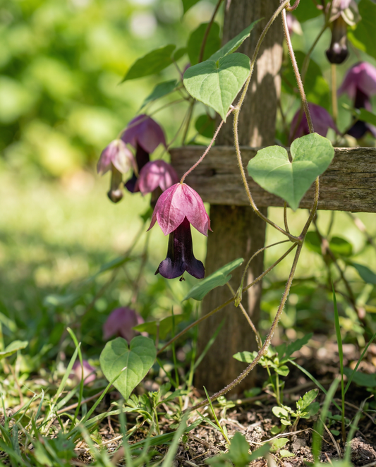 Paarse belklimmer (Rhodochiton atrosanguineum) – meerjarige klimplant zaden van SeedsChoice