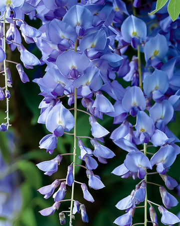 Climber Blue zaden (Wisteria sinensis) – meerjarige klimplant