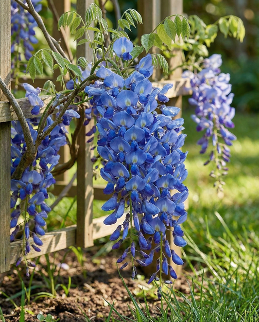 Climber Blue (Wisteria sinensis) – meerjarige klimplant zaden van SeedsChoice