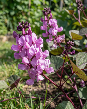 Hyacinth Bean Climber Lilac Pink (Dolichos lablab) – eenjarige klimplant zaden van SeedsChoice