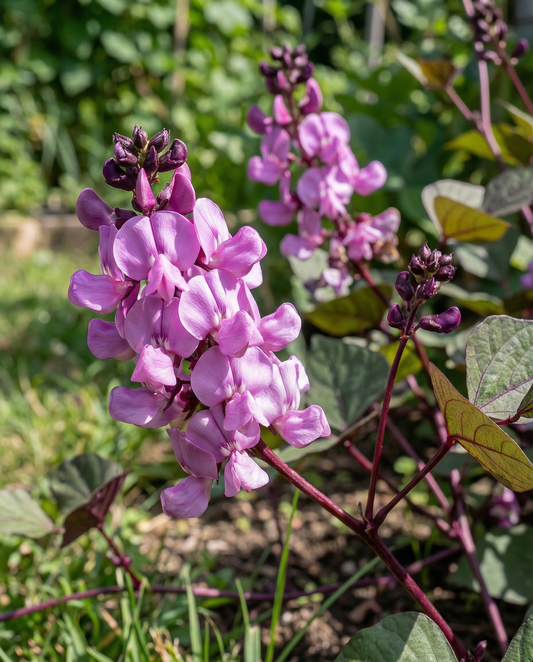 Hyacinth Bean Climber Lilac Pink (Dolichos lablab) – eenjarige klimplant zaden van SeedsChoice