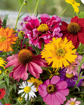 Summerflowers-zaden Endless Summer eenjarige mix kleurrijke boeketten