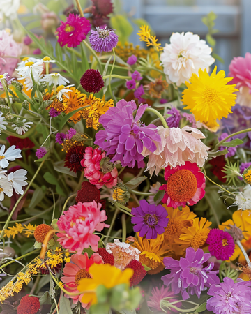 Everlasting Mix For Dried Bouquets Colourful zaden – eenjarige bloem