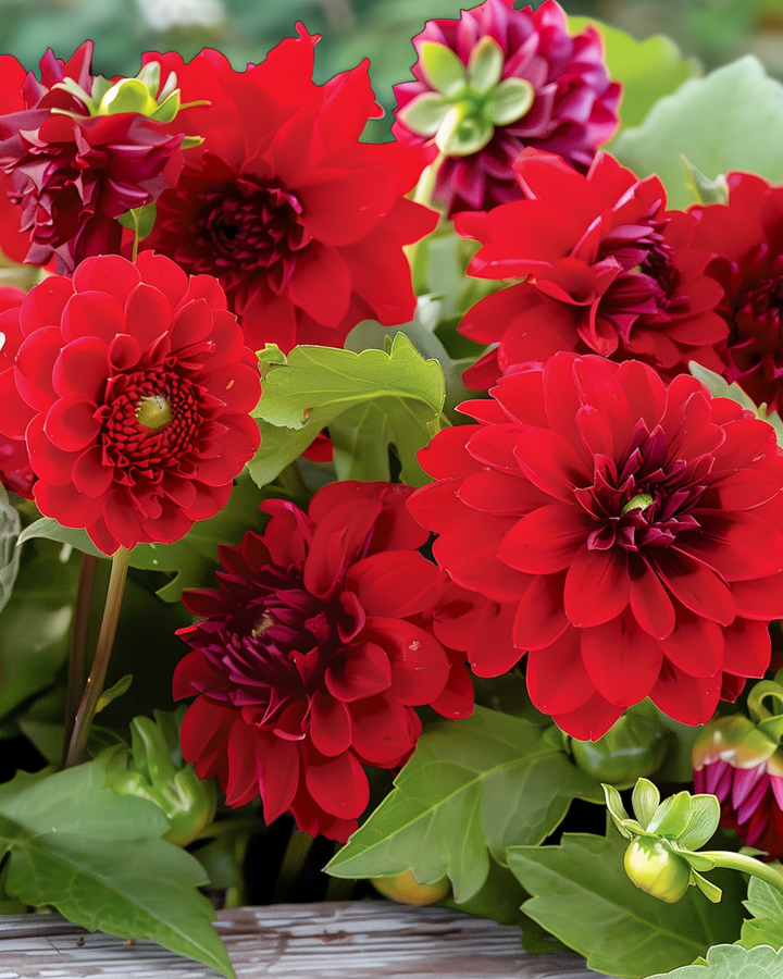 Summerflowers Vintage Red Mix Bouquet Collection zaden – eenjarige bloem