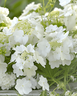 Summerflowers Sweet White zaden eenjarige bloemenmix witte bloemen