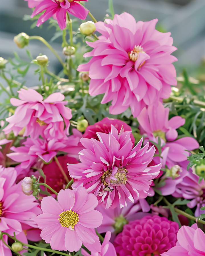 Summerflowers Pretty Pink Mix zaden – eenjarige bloem