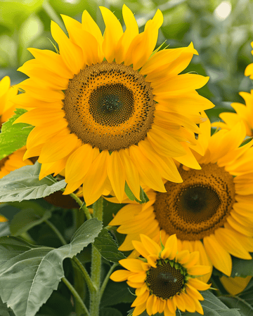 Zonnebloem Sunlit Bouquet Mix 75cm zaden (Helianthus annuus) – eenjarige bloem