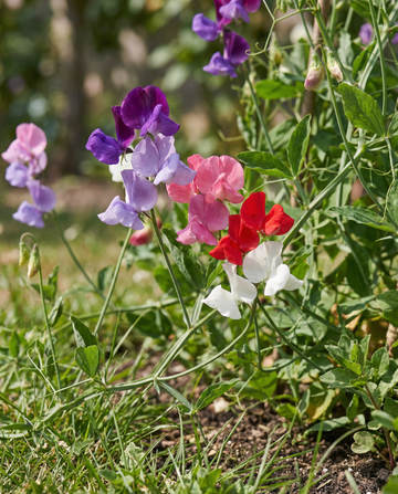 Sweet Pea Royal Family Mix (Lathyrus odoratus) – eenjarige bloemenzaden van SeedsChoice