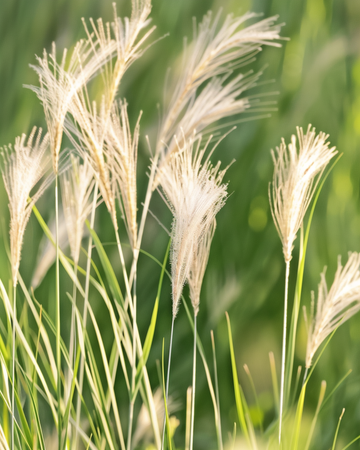 Mexicaans vedergras zaden (Stipa tenuissima) – meerjarig gras