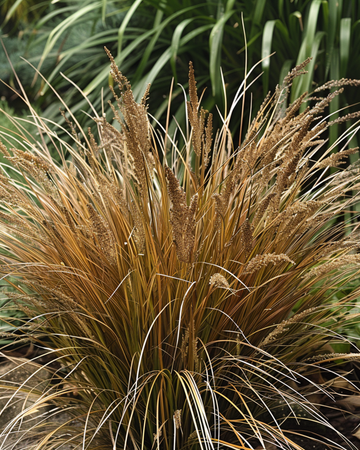 Leatherleaf Sedge Bronco Grass zaden (Carex comans) – meerjarig gras