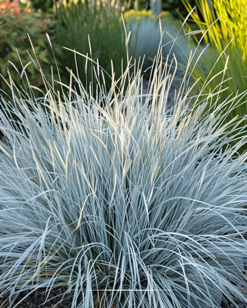 Blue Fescue Grass Festina zaden (Festuca glauca) – meerjarig gras