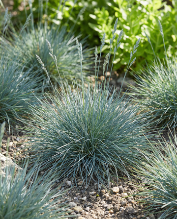 Blue Fescue Grass Festina (Festuca glauca) – meerjarige graszaden van SeedsChoice