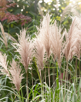 Chinees zilvergras zaden Miscanthus Sinensis vast sierp gras