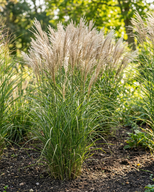 Chinees siergrас Ornamental (Miscanthus sinensis) – meerjarige grassenzaden van SeedsChoice