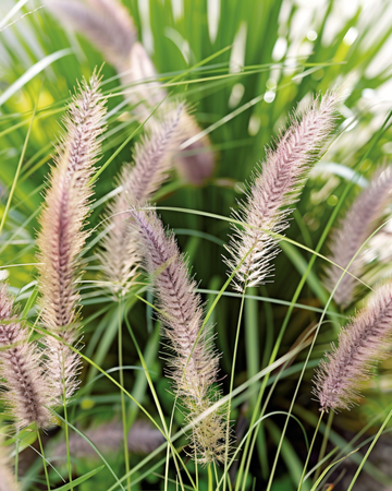 Lampenpoetsersgras zaden (Pennisetum alopecuroides) – meerjarig gras