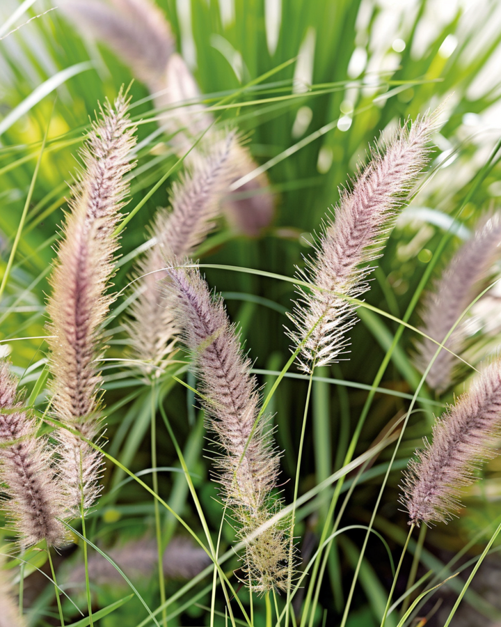 Lampenpoetsersgras zaden (Pennisetum alopecuroides) – meerjarig gras