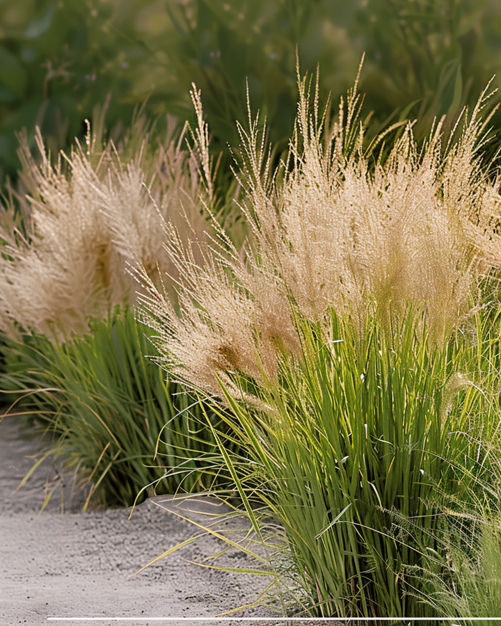 Prairie-dropseed gras zaden (Sporobolus heterolepis) – meerjarig gras