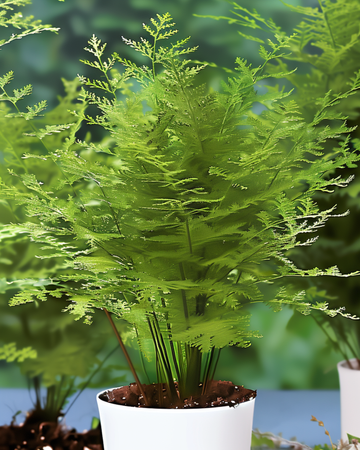 Lace Fern kamerplant zaden (Asparagus setaceus) – meerjarige kamerplant