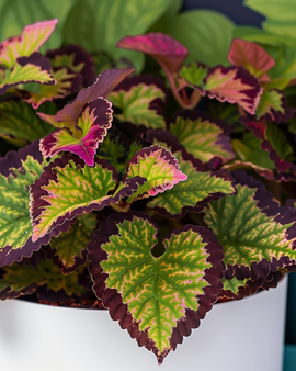 Coleuszaden Coleus Blumei Rainbow-mix vaste plant