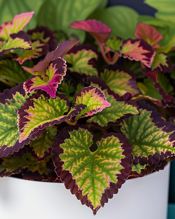 Rainbow zaden (Coleus blumei) – meerjarig mengsel