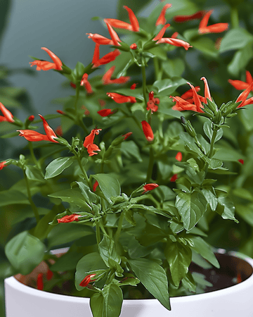 Cigar Plant Indoor Flowering zaden (Cuphea ignea) – meerjarige kamerplant