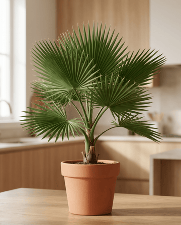 California Desert Fan Palm zaden (Washingtonia filifera) – meerjarig