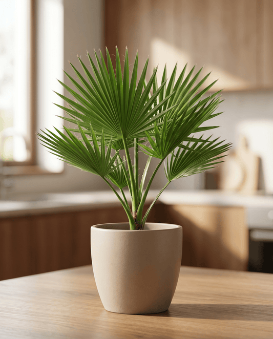 Californische woestijnwaaierpalm (Washingtonia filifera) – meerjarige zaden van SeedsChoice