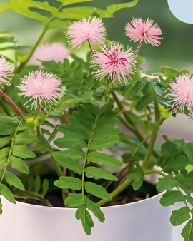 Kruidje-roer-mij-niet zaden Mimosa Pudica vaste kamerbloem