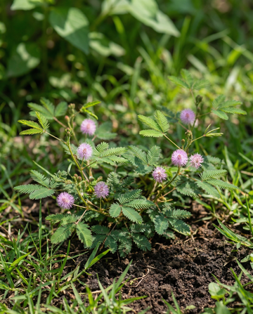 Kruidje-roer-me-niet Kamerplant (Mimosa pudica) – meerjarige kamerplantenzaden van SeedsChoice