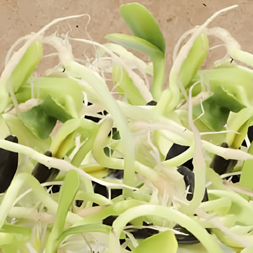 Zonnebloem Sprouting zaden (Helianthus annuus) – biologische eenjarige kiemzaden