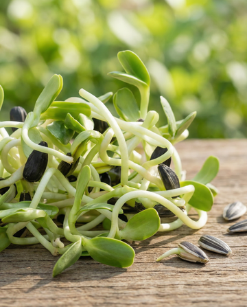 Zonnebloem Sprouting (Helianthus annuus) – biologische eenjarige kiemzaden van SeedsChoice