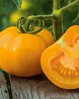 Tomatenzaden Zloty Ozarowski Solanum Lycopersicum eenjarig