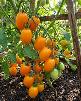 Kerstomaatzaden Dolly F1 Solanum Lycopersicum eenjarig