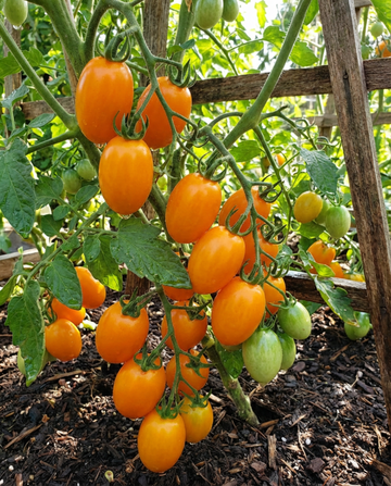 Cherry Tomato Dolly F1 zaden (Solanum lycopersicum) – eenjarige groente