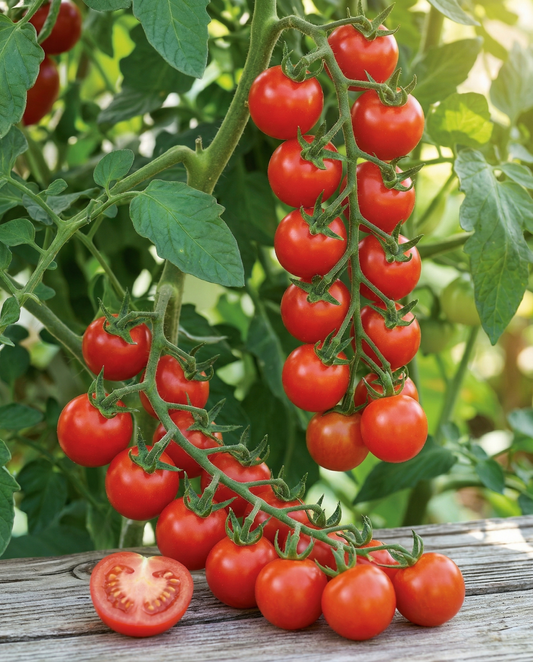 Cherry Tomato Gardener's Delight (Solanum lycopersicum) – eenjarige groentezaden van SeedsChoice