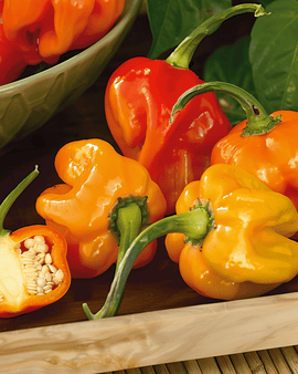 Habanero peperzaden Capsicum Chinense eenjarig mengsel