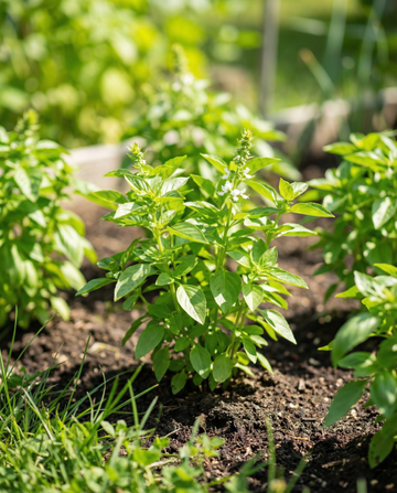 Citroenblaadjesbasilicum Microgreens (Ocimum basilicum) – eenjarige microgreens zaden van SeedsChoice